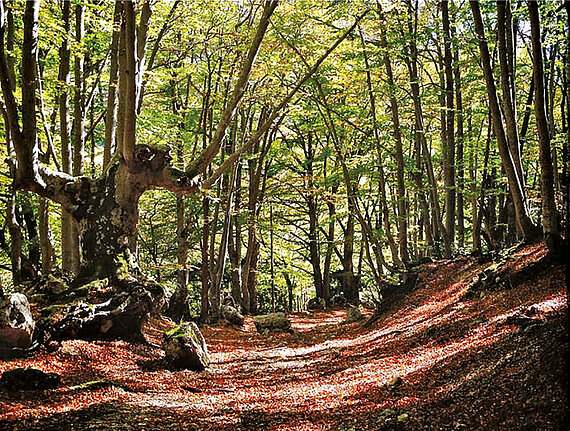 Wald von Sant’Antonio
