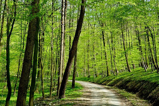 Maienwald am Hermannsweg