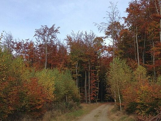 Jungwald im Sauerland